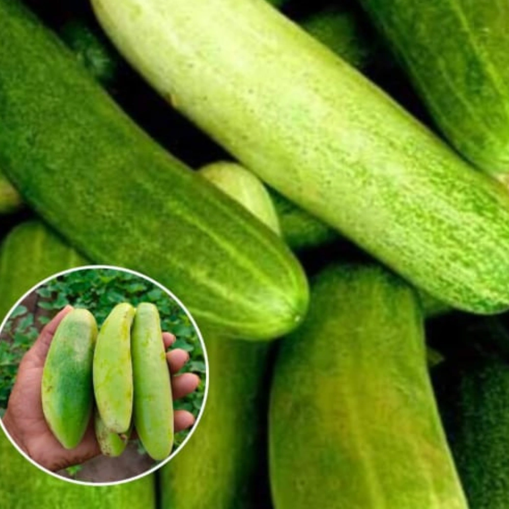 Untitled design (47)